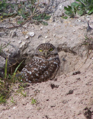 burrowingowl-1.jpg