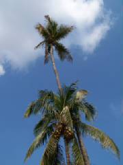 palmtree-1.jpg