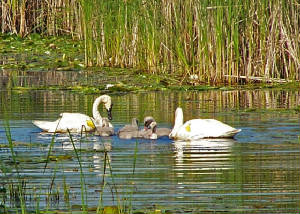 trumpeterswans-1.jpg