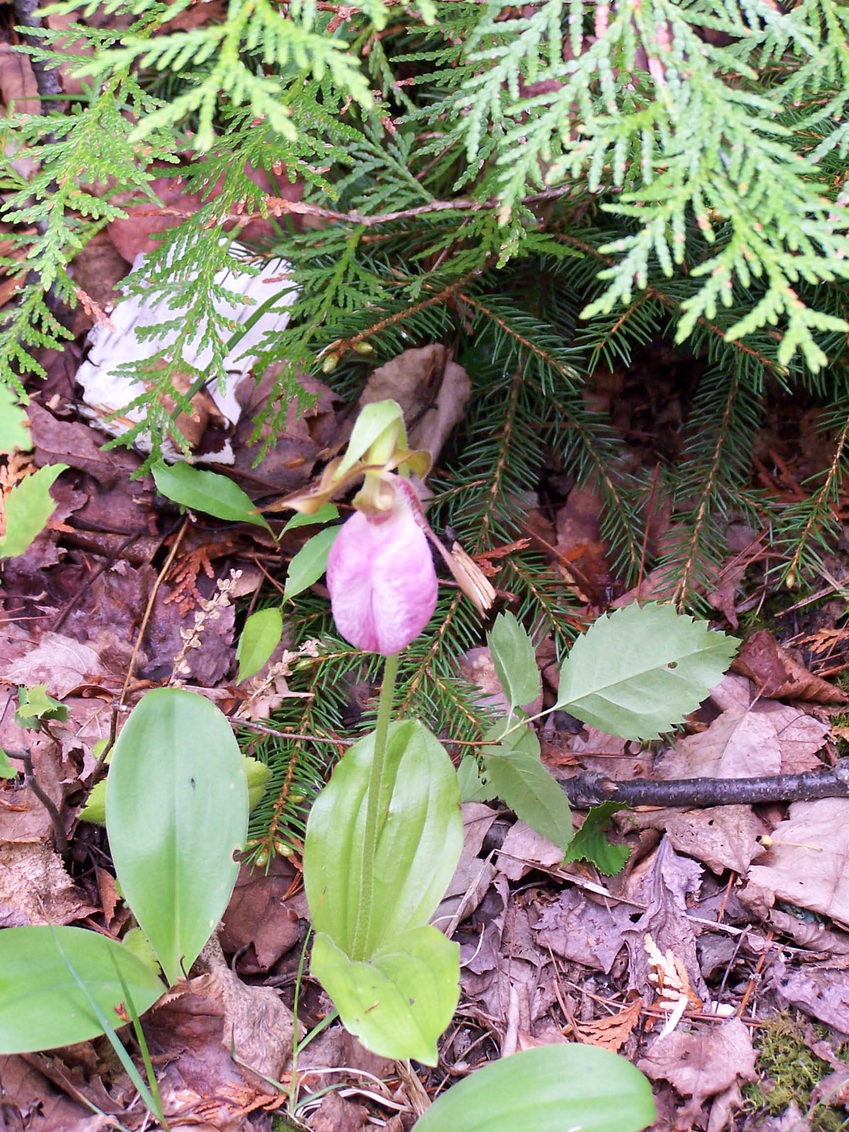 ladyslipper-1.jpg